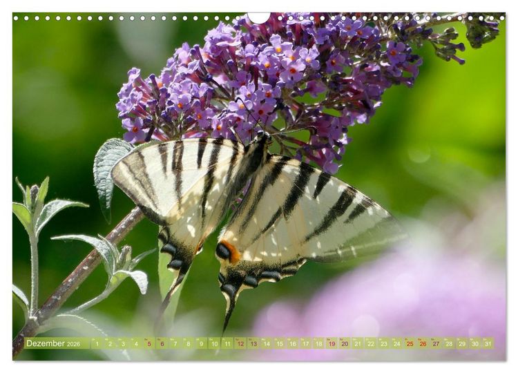 Produktbild: Schmetterlingsjahr (Wandkalender 2026 DIN A3 quer), CALVENDO Monatskalender