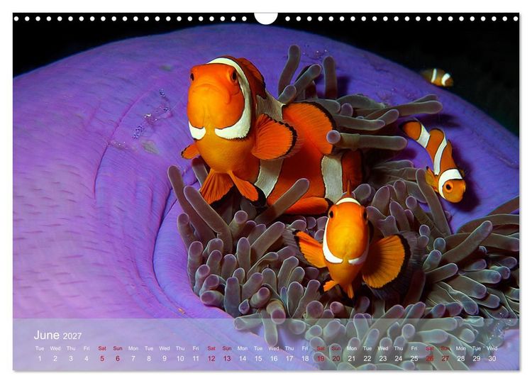 Produktbild: Anemonefish - always busy - always on the move (Wall Calendar 2027 DIN A3 landscape), CALVENDO 12 Month Wall Calendar