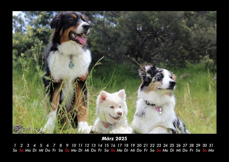 Produktbild: Hunde 2025 Fotokalender DIN A3
