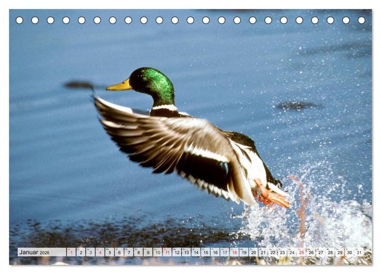 Produktbild: Wildtiere. Heimische Sch&ouml;nheiten (Tischkalender 2026 DIN A5 quer), CALVENDO Monatskalender