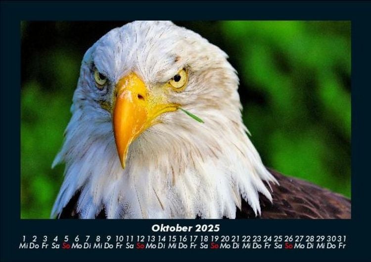Produktbild: Adler 2025 Fotokalender DIN A5