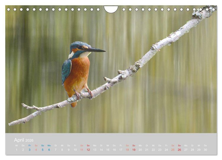 Produktbild: Der Eisvogel, ein Juwel der Natur (Wandkalender 2026 DIN A4 quer), CALVENDO Monatskalender