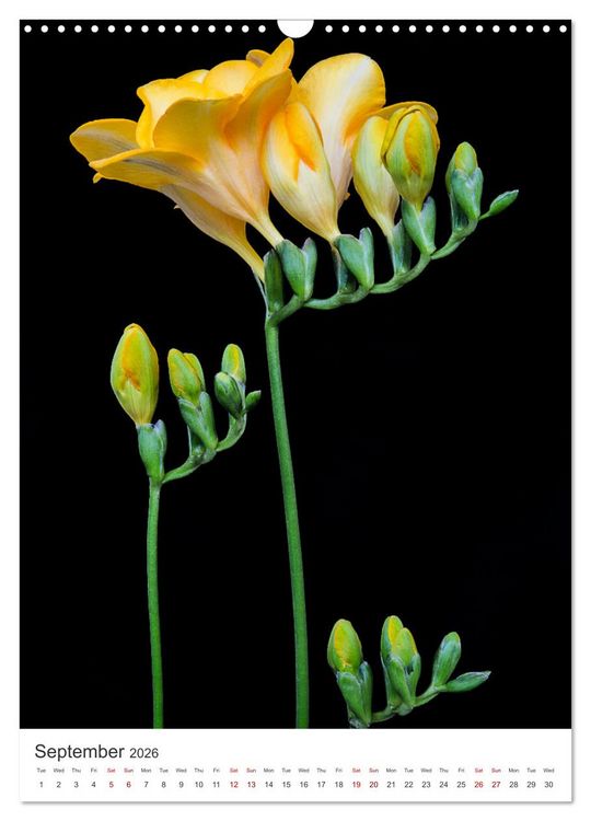 Produktbild: Springtime in my garden (Wall Calendar 2026 DIN A3 portrait), CALVENDO 12 Month Wall Calendar