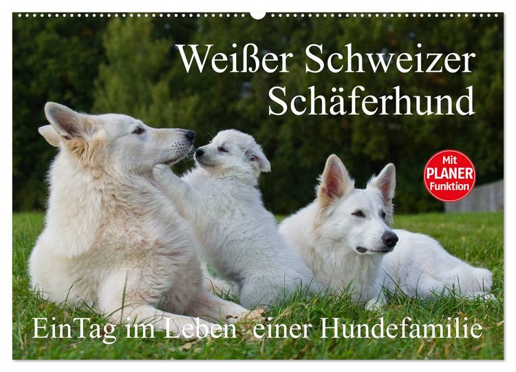 Produktbild: Wei&szlig;er Schweizer Sch&auml;ferhund - Ein Tag im Leben einer Hundefamilie (Wandkalender 2026 DIN A2 quer), CALVENDO Monatskalender