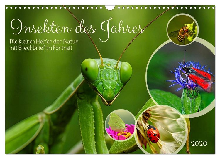 Produktbild: Insekt des Jahres (Wandkalender 2026 DIN A3 quer), CALVENDO Monatskalender