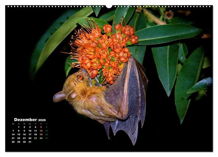 Produktbild: Flughunde - Meister der Nacht (hochwertiger Premium Wandkalender 2026 DIN A2 quer), Kunstdruck in Hochglanz