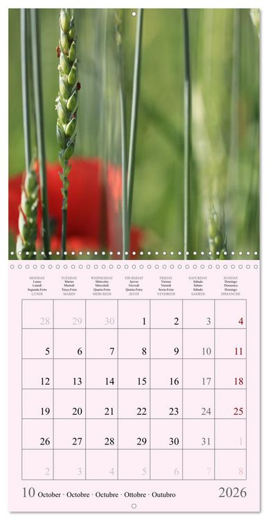 Produktbild: Les saisons en fleurs (Calendrier mural carr&eacute; 2026 30x30 cm) Calendrier double avec une page pour vos prises de notes