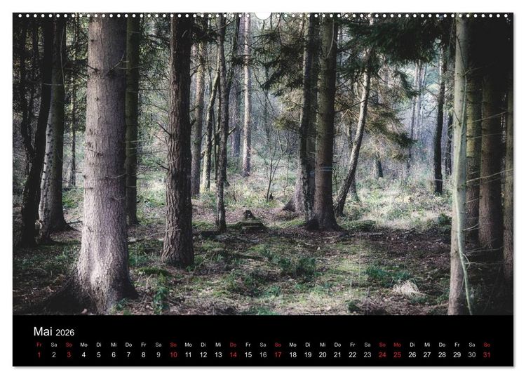 Produktbild: Mystische W&auml;lder (hochwertiger Premium Wandkalender 2026 DIN A2 quer), Kunstdruck in Hochglanz