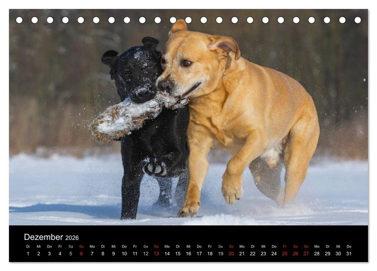 Produktbild: Labrador Retriever 2026 (Tischkalender 2026 DIN A5 quer), CALVENDO Monatskalender