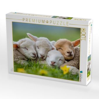 Produktbild: CALVENDO Puzzle Schafe | 1000 Teile Lege-Gr&ouml;&szlig;e 64x48cm Foto-Puzzle f&uuml;r gl&uuml;ckliche Stunden