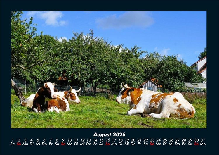 Produktbild: Kuhkalender 2026 Fotokalender DIN A4
