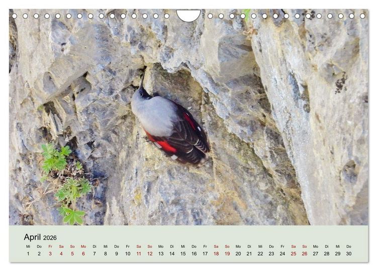 Produktbild: Flamingo und Co - Faszinierende Vogelwelt S&uuml;dfrankreichs (Wandkalender 2026 DIN A4 quer), CALVENDO Monatskalender