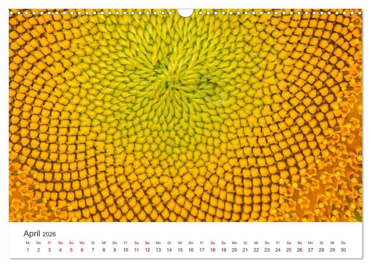 Produktbild: Sonnenblumen - Erstrahlen im freundlichen Gelb. (Wandkalender 2026 DIN A3 quer), CALVENDO Monatskalender