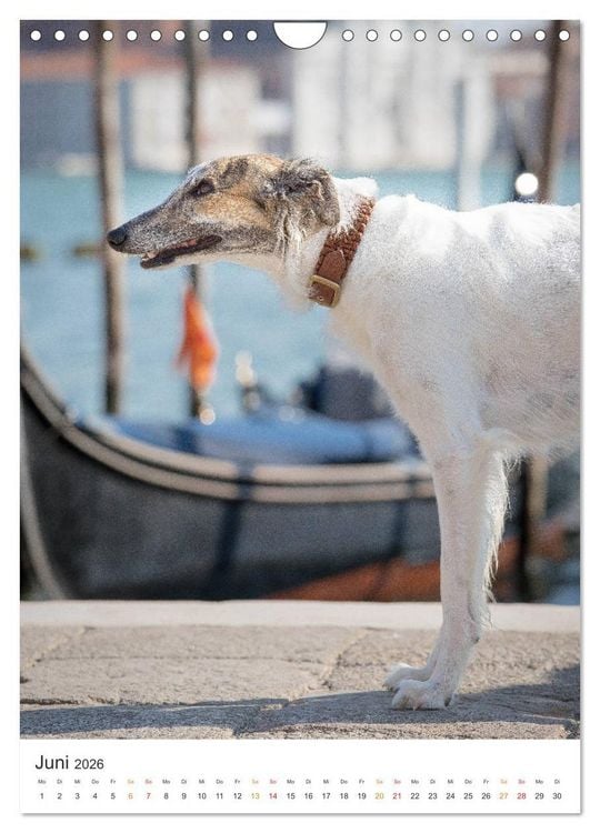 Produktbild: Silken Windsprites - Zwei Windhunde erobern die Lagunenstadt Venedig (Wandkalender 2026 DIN A4 hoch), CALVENDO Monatskalender
