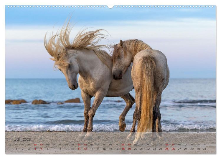 Produktbild: Die wei&szlig;en Pferde der Camargue (Wandkalender 2026 DIN A2 quer), CALVENDO Monatskalender