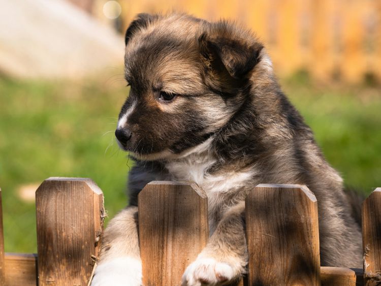 Produktbild: CALVENDO Puzzle Welpe 2 - Islandhund 1000 Teile Lege-Gr&ouml;&szlig;e 64 x 48 cm Foto-Puzzle Bild von Monika Scheurer