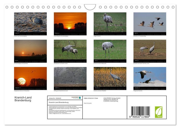 Produktbild: Kranich-Land Brandenburg (Wandkalender 2026 DIN A4 quer), CALVENDO Monatskalender