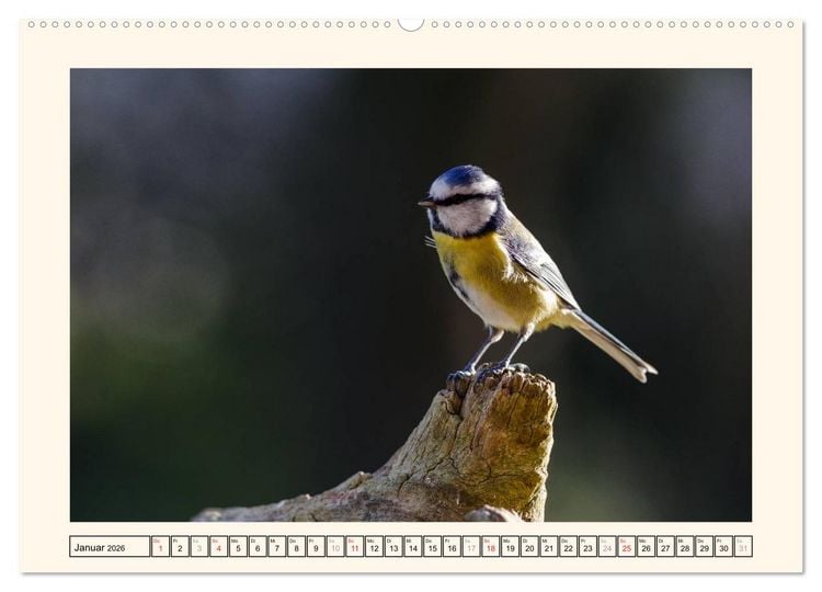 Produktbild: Gefiederte Sch&ouml;nheiten - Die Blaumeise (Wandkalender 2026 DIN A2 quer), CALVENDO Monatskalender