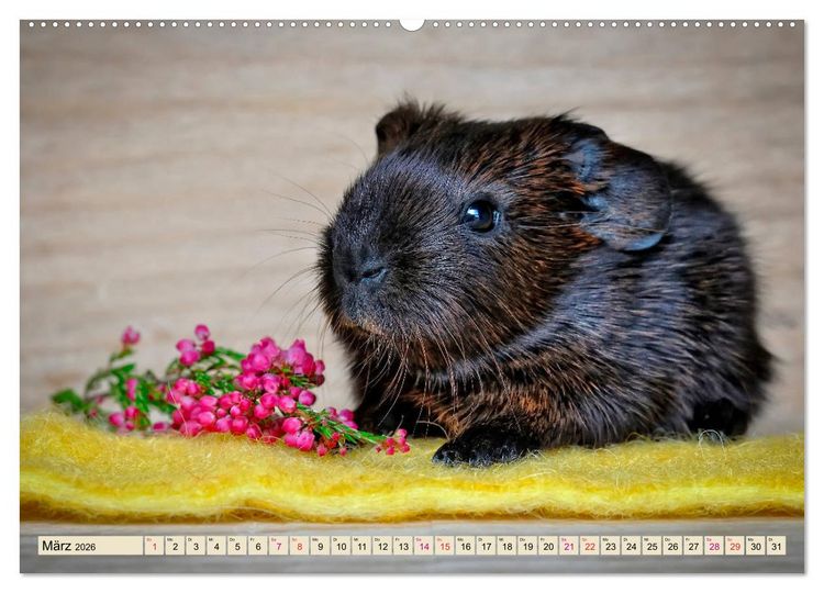 Produktbild: Meerschweinchen - so s&uuml;&szlig; (Wandkalender 2026 DIN A2 quer), CALVENDO Monatskalender