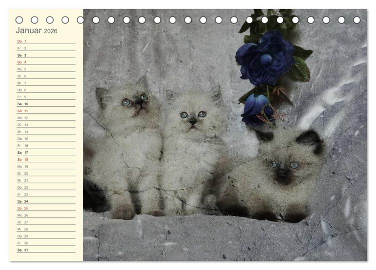 Produktbild: Oma's Katzenkalender 2026 (Tischkalender 2026 DIN A5 quer), CALVENDO Monatskalender