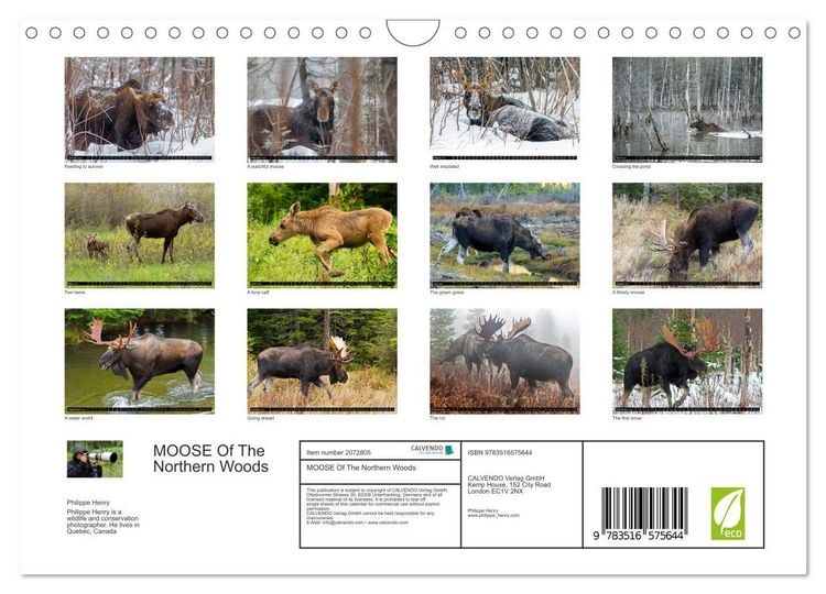Produktbild: MOOSE Of The Northern Woods (Wall Calendar 2026 DIN A4 landscape), CALVENDO 12 Month Wall Calendar