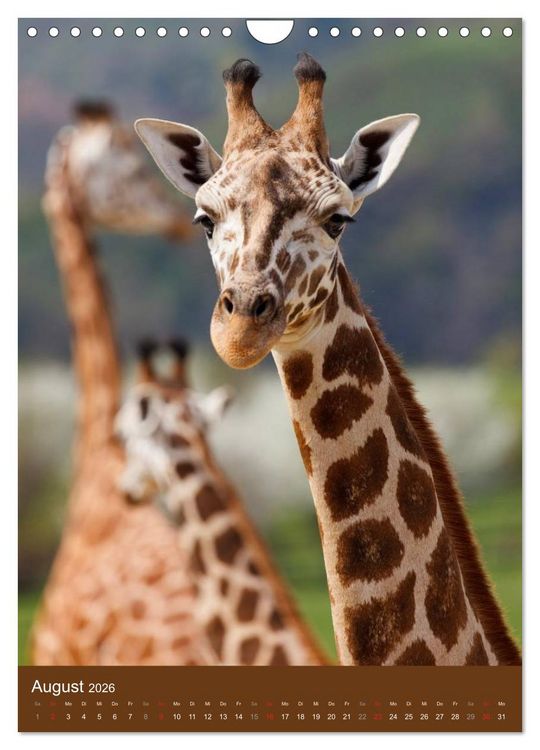 Produktbild: Giraffen (Wandkalender 2026 DIN A4 hoch), CALVENDO Monatskalender