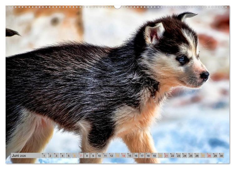 Produktbild: Huskies - Schlittenhunde (Wandkalender 2026 DIN A2 quer), CALVENDO Monatskalender
