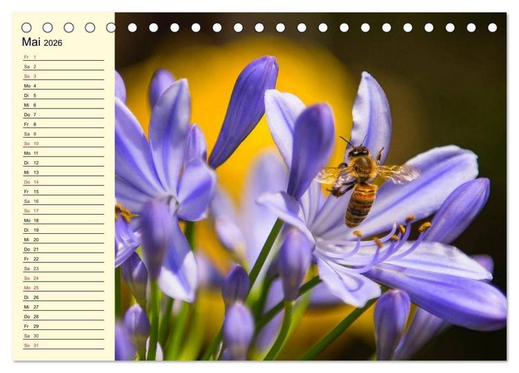 Produktbild: Flei&szlig;ige Bienen. Von der Bl&uuml;te bis zum Honig (Tischkalender 2026 DIN A5 quer), CALVENDO Monatskalender