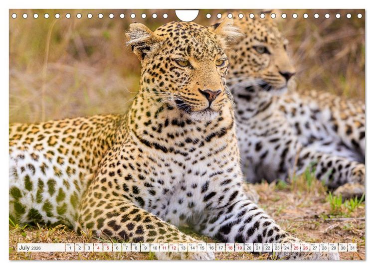 Produktbild: African Cats in impressive portraits (Wall Calendar 2026 DIN A4 landscape), CALVENDO 12 Month Wall Calendar