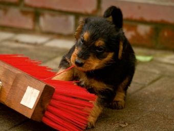 Produktbild: CALVENDO Puzzle Ein Motiv aus dem Kalender Airedale Terrier Welpen | 1000 Teile Lege-Gr&ouml;&szlig;e 64x48cm Foto-Puzzle f&uuml;r gl&uuml;ckliche Stunden