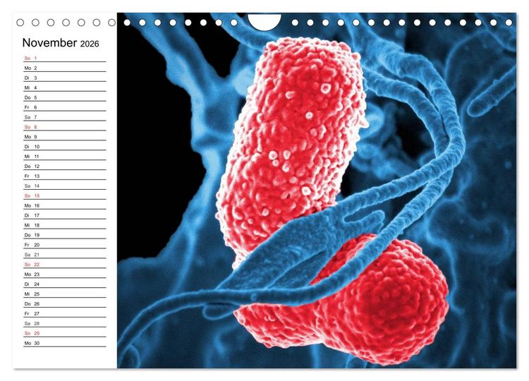 Produktbild: Mikrobiologie. Mikroorganismen, Genetik und Zellen (Wandkalender 2026 DIN A4 quer), CALVENDO Monatskalender