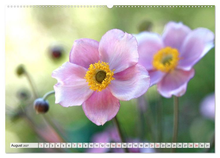 Produktbild: Herzensblumen (Wandkalender 2027 DIN A2 quer), CALVENDO Monatskalender