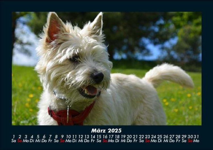 Produktbild: Der Hundekalender 2025 Fotokalender DIN A5
