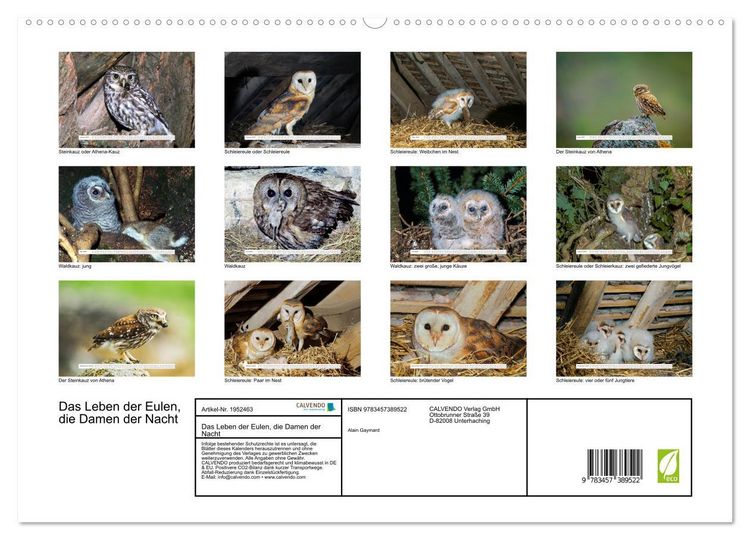 Produktbild: Das Leben der Eulen, die Damen der Nacht (hochwertiger Premium Wandkalender 2026 DIN A2 quer), Kunstdruck in Hochglanz