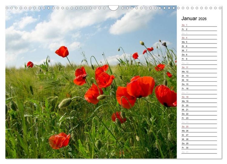 Produktbild: Ein Traum von Mohn (Wandkalender 2026 DIN A3 quer), CALVENDO Monatskalender