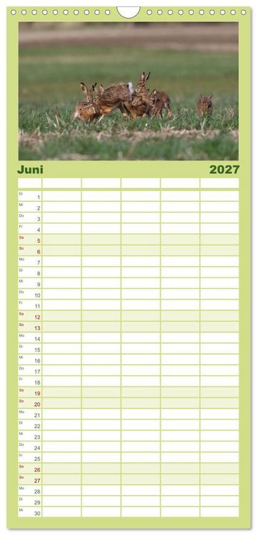 Produktbild: Familienplaner 2027 - Feldhasen in H&ouml;chstform mit 5 Spalten (Wandkalender, 21 x 45 cm) CALVENDO