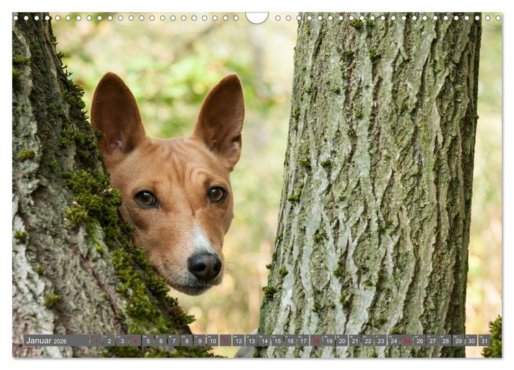 Produktbild: Eine Reise in die Welt der Basenjis (Wandkalender 2026 DIN A3 quer), CALVENDO Monatskalender
