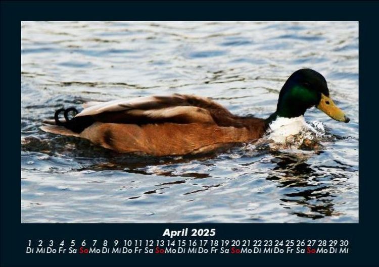 Produktbild: Enten 2025 Fotokalender DIN A5