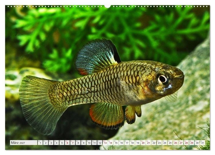 Produktbild: Outdoor-Aquaristik (Wandkalender 2027 DIN A2 quer), CALVENDO Monatskalender