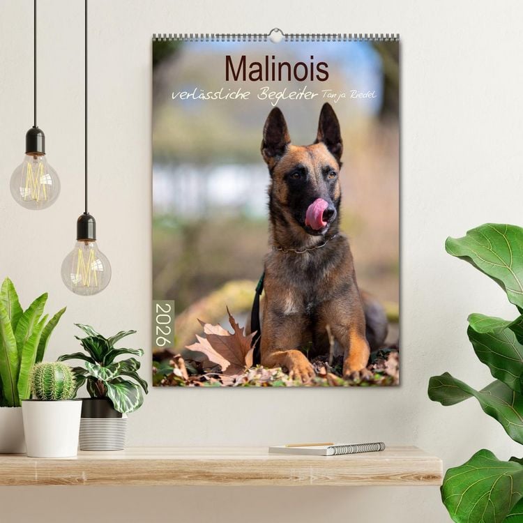 Produktbild: Malinois verl&auml;ssliche Begleiter (Wandkalender 2026 DIN A2 hoch), CALVENDO Monatskalender
