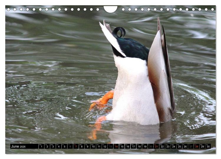 Produktbild: Lovely Water Birds (Wall Calendar 2026 DIN A4 landscape), CALVENDO 12 Month Wall Calendar