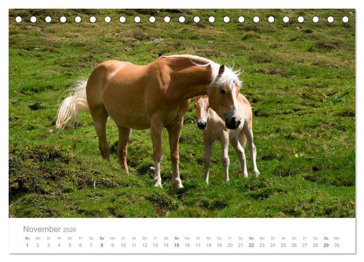 Produktbild: Pferde - Hobby und Leidenschaft (Tischkalender 2026 DIN A5 quer), CALVENDO Monatskalender