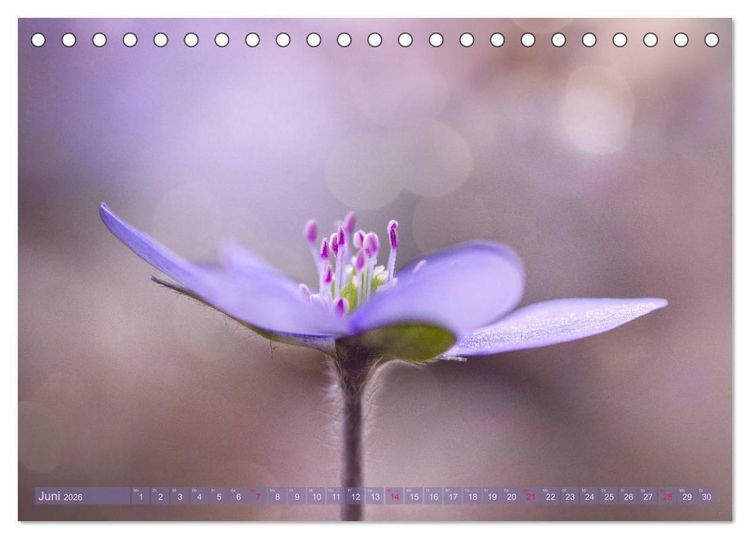 Produktbild: Natursch&ouml;nheiten - mit Bl&uuml;ten und Pflanzen durch das Jahr (Tischkalender 2026 DIN A5 quer), CALVENDO Monatskalender