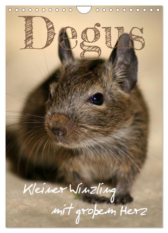 Produktbild: Degus - Winzlinge mit gro&szlig;em Herz (Wandkalender 2026 DIN A4 hoch), CALVENDO Monatskalender