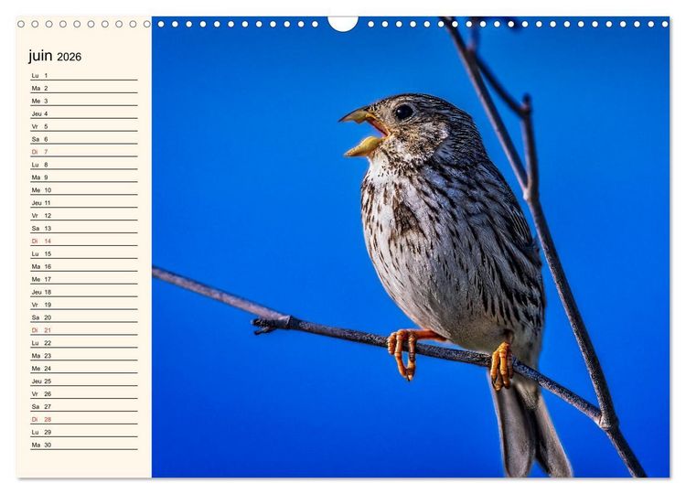 Produktbild: Notre nature sauvage, les passereaux d'Europe (Calendrier mural 2026 DIN A3 vertical), CALVENDO calendrier mensuel