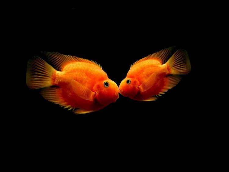 Produktbild: CALVENDO Puzzle Der Kuss zweier Fische | 1000 Teile Lege-Gr&ouml;&szlig;e 64x48cm Foto-Puzzle f&uuml;r gl&uuml;ckliche Stunden