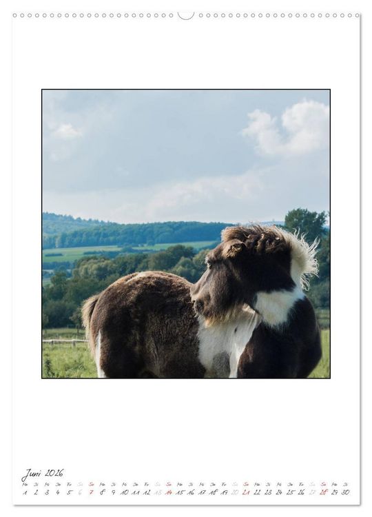 Produktbild: Nachwuchs bei den Islandpferden (hochwertiger Premium Wandkalender 2026 DIN A2 hoch), Kunstdruck in Hochglanz