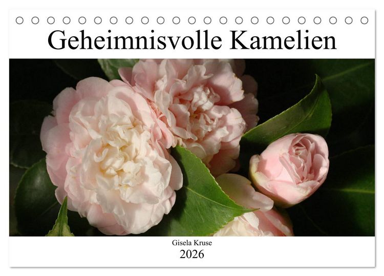 Produktbild: Geheimnisvolle Kamelien (Tischkalender 2026 DIN A5 quer), CALVENDO Monatskalender