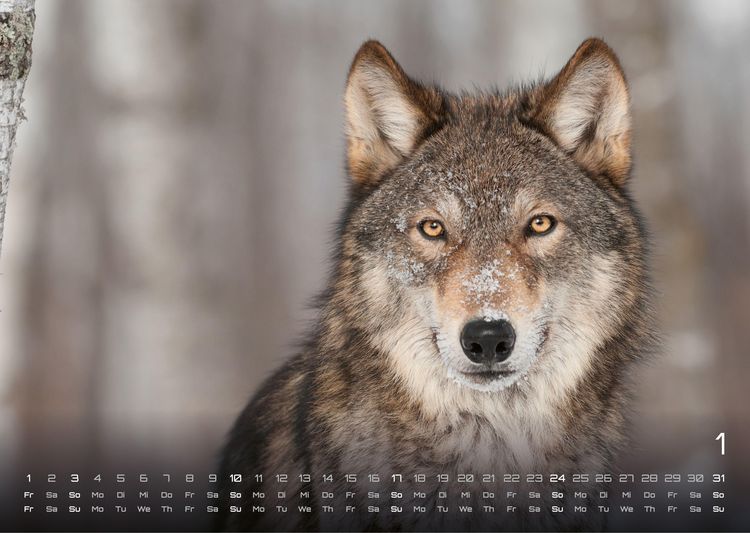 Produktbild: Wolf &ndash; Im Schatten des Waldes - 2027 - Kalender DIN A3