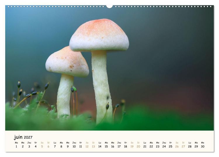 Produktbild: Champignons magiques (Calendrier mural haut de gamme 2027 DIN A2 vertical), CALVENDO calendrier mensuel